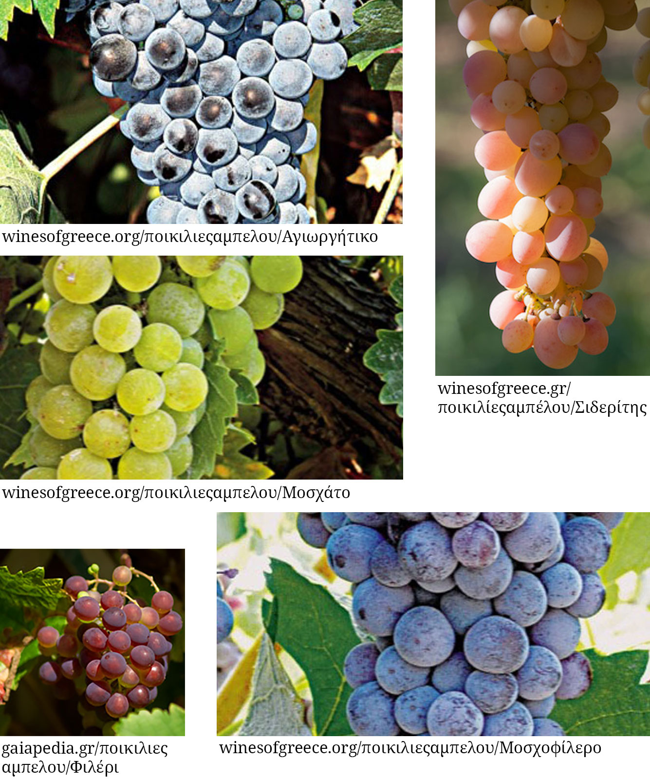 Ποικιλίες Αμπέλου